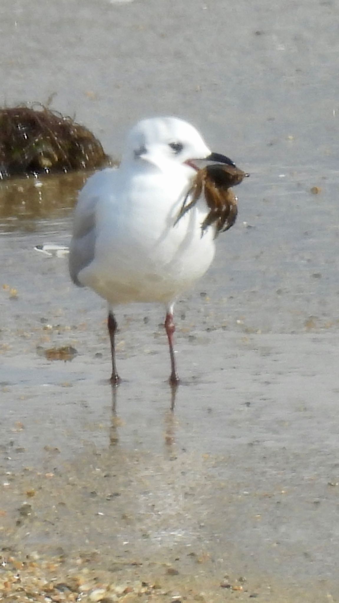 Photo of Saunders's Gull at Gonushi Coast by ちか