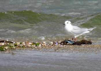 Saunders's Gull Gonushi Coast Wed, 2/7/2024