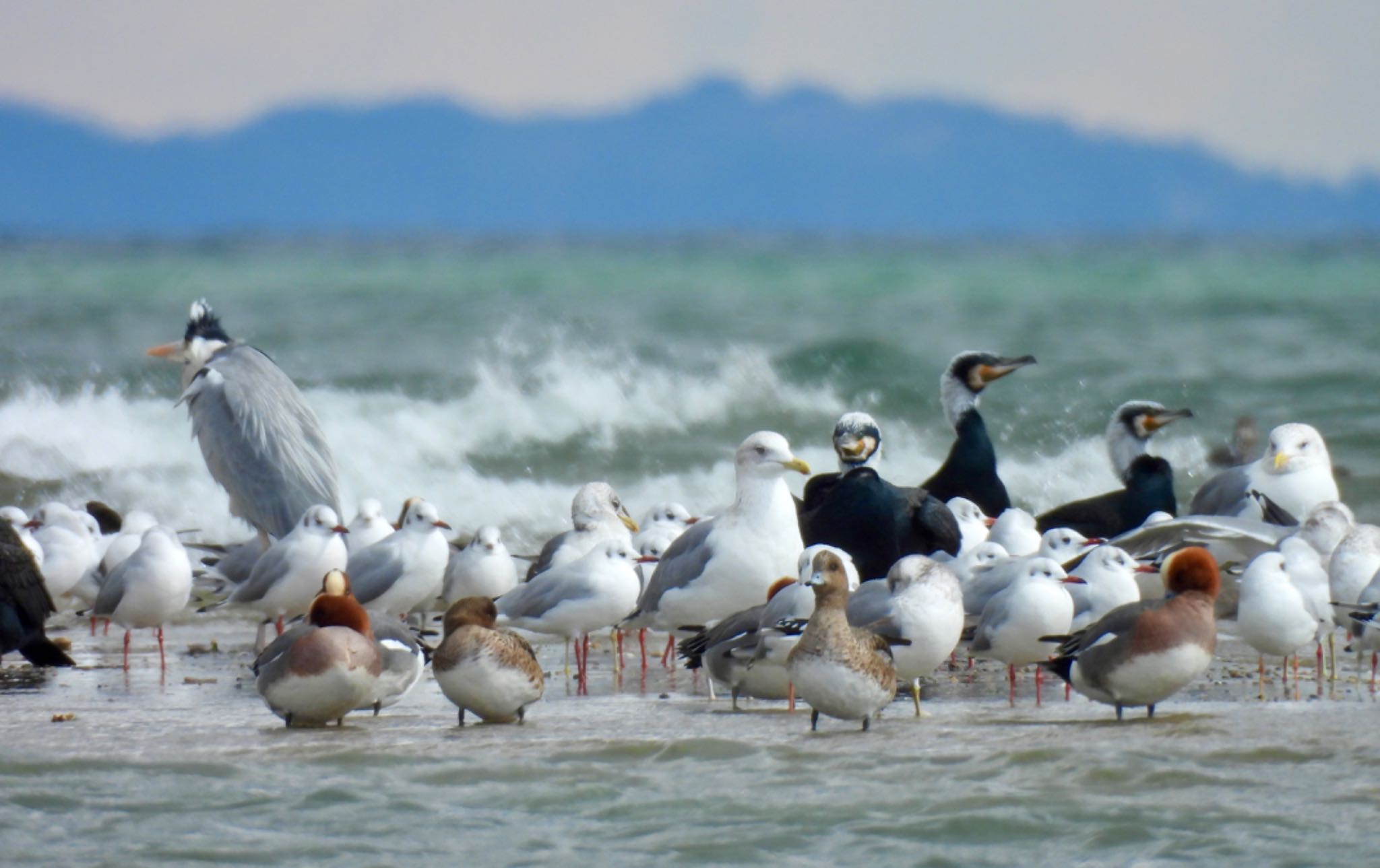 Photo of Black-headed Gull at Gonushi Coast by ちか