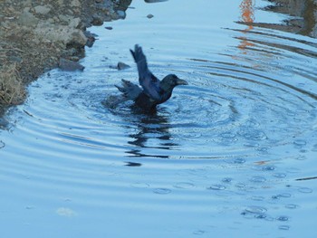 Sat, 2/10/2024 Birding report at 平和の森公園、妙正寺川