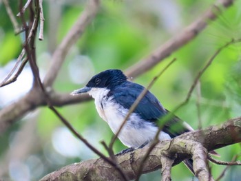 Leaden Flycatcher Penrith, NSW, Australia Sun, 1/28/2024