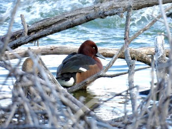 Sat, 2/10/2024 Birding report at 勅使池(豊明市)