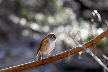 ルリビタキ 愛知県森林公園 2024年2月7日(水)