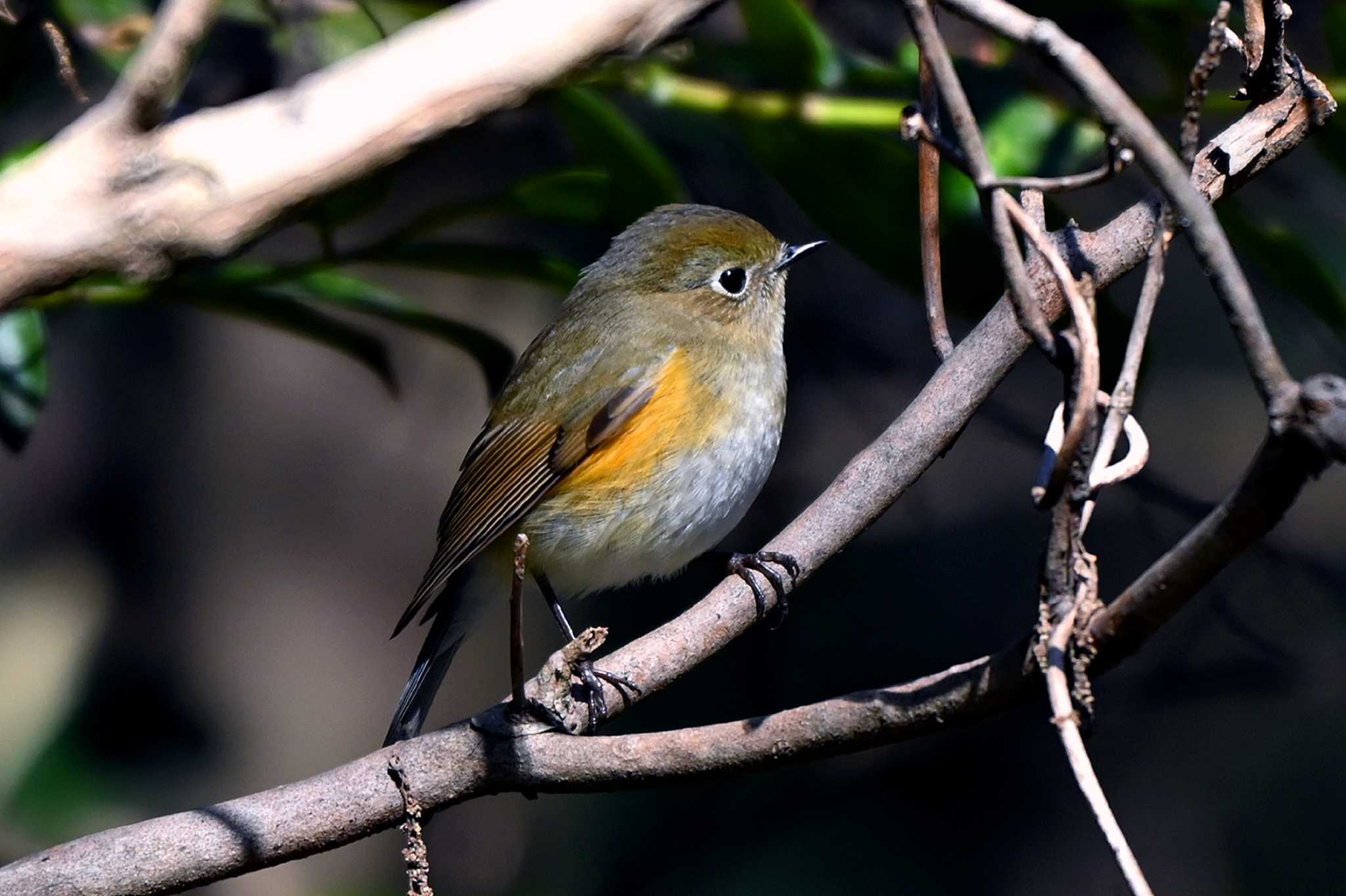 Photo of Red-flanked Bluetail at 愛知県森林公園 by ポッちゃんのパパ