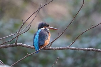 カワセミ 井の頭恩賜公園 2024年2月1日(木)