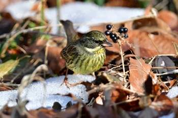 Masked Bunting Komiya Park Sat, 2/10/2024