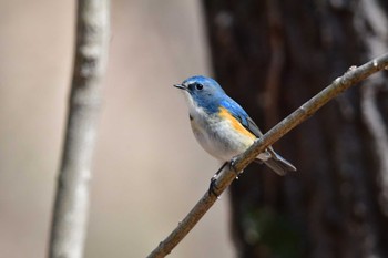 Red-flanked Bluetail Komiya Park Sat, 2/10/2024