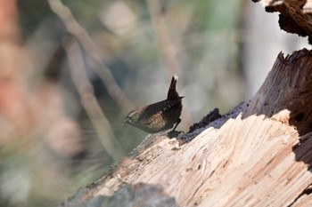 Eurasian Wren Komiya Park Sat, 2/10/2024