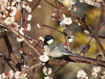 シジュウカラ 於大公園 2024年2月10日(土)