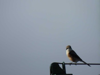 2024年2月10日(土) 多摩川(ガス橋付近)の野鳥観察記録