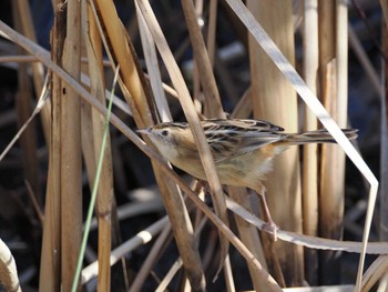 Sat, 2/10/2024 Birding report at 境川遊水地公園