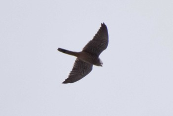 Common Kestrel ＭＦ Sat, 2/10/2024