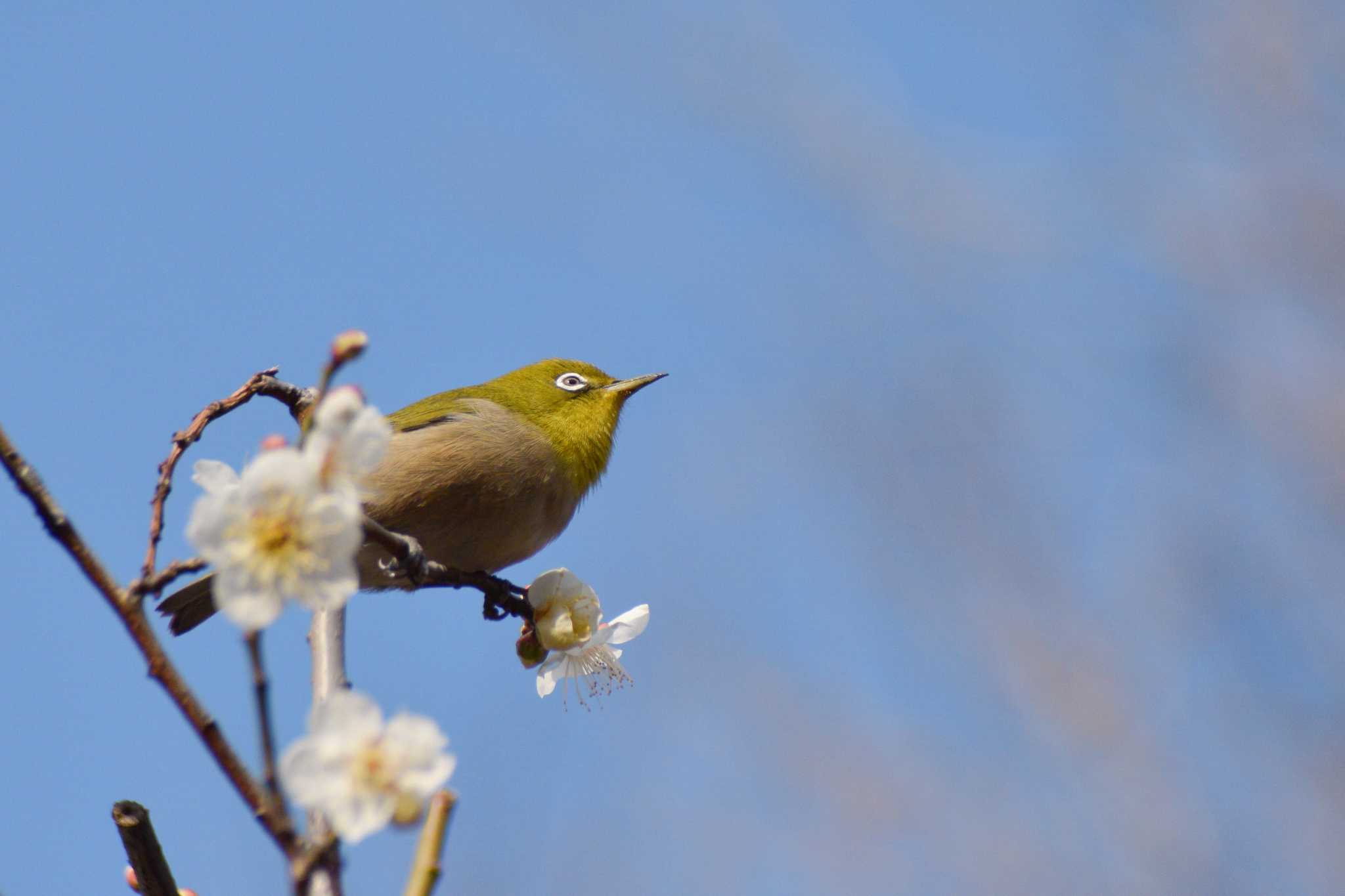 ウメジロー by NM🐥📷