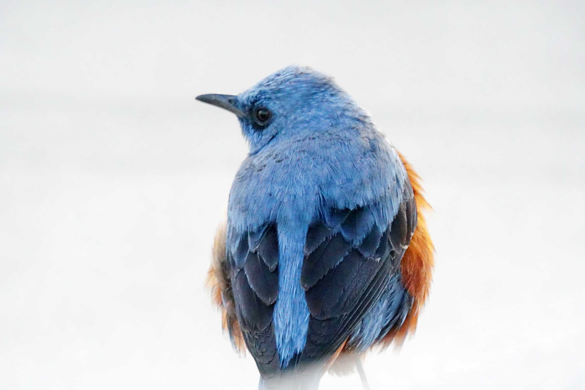 Photo of Blue Rock Thrush at 横浜ベイサイドマリーナ by sinbesax