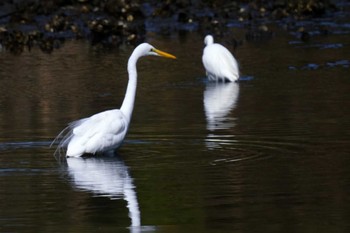 チュウダイサギ 長浜公園 2024年2月10日(土)