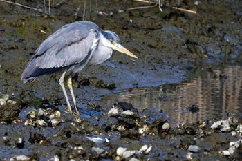 Grey Heron Nagahama Park Sat, 2/10/2024