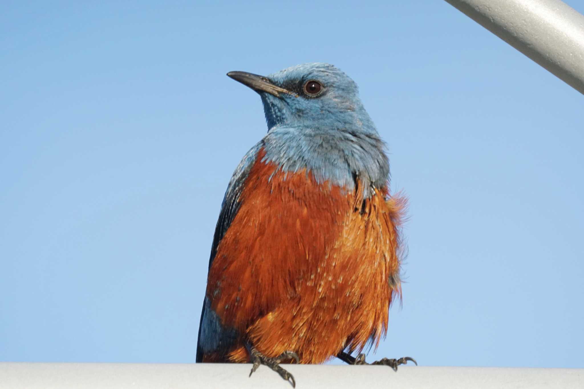 Photo of Blue Rock Thrush at 横浜ベイサイドマリーナ by sinbesax