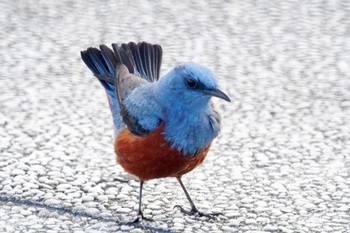 Blue Rock Thrush 横浜ベイサイドマリーナ Sat, 2/10/2024