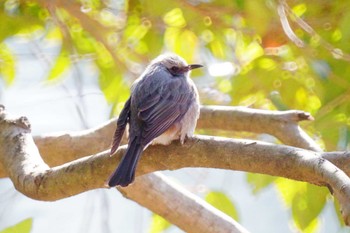 Brown-eared Bulbul Nagahama Park Sat, 2/10/2024