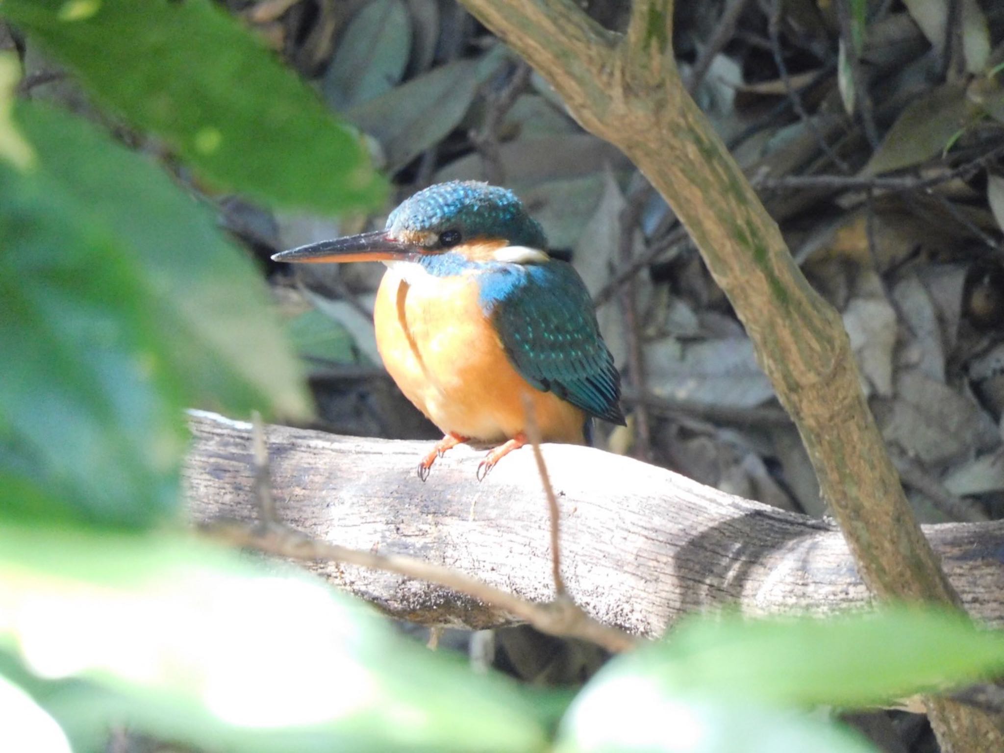 Photo of Common Kingfisher at Higashitakane Forest park by 杜鵑