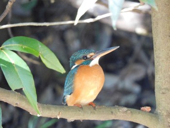 Common Kingfisher Higashitakane Forest park Sat, 2/10/2024