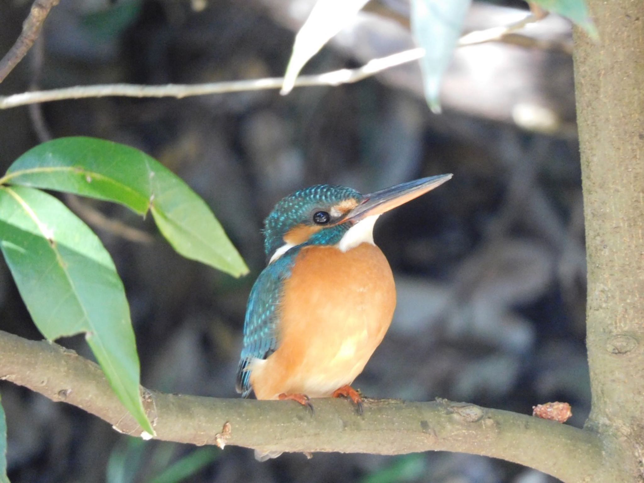 Photo of Common Kingfisher at Higashitakane Forest park by 杜鵑