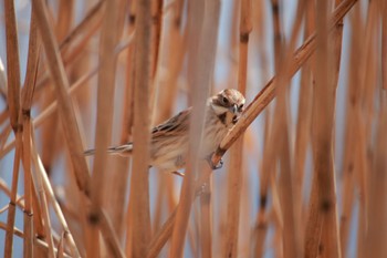 Common Reed Bunting Teganuma Sat, 2/10/2024