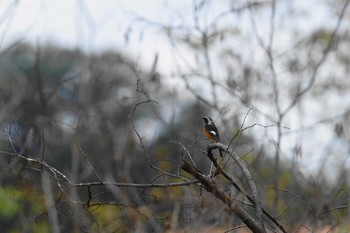 ジョウビタキ 多摩川 2018年11月18日(日)