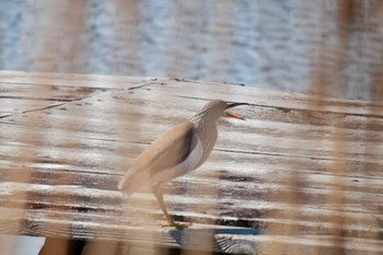 Chinese Pond Heron Teganuma Sat, 2/10/2024