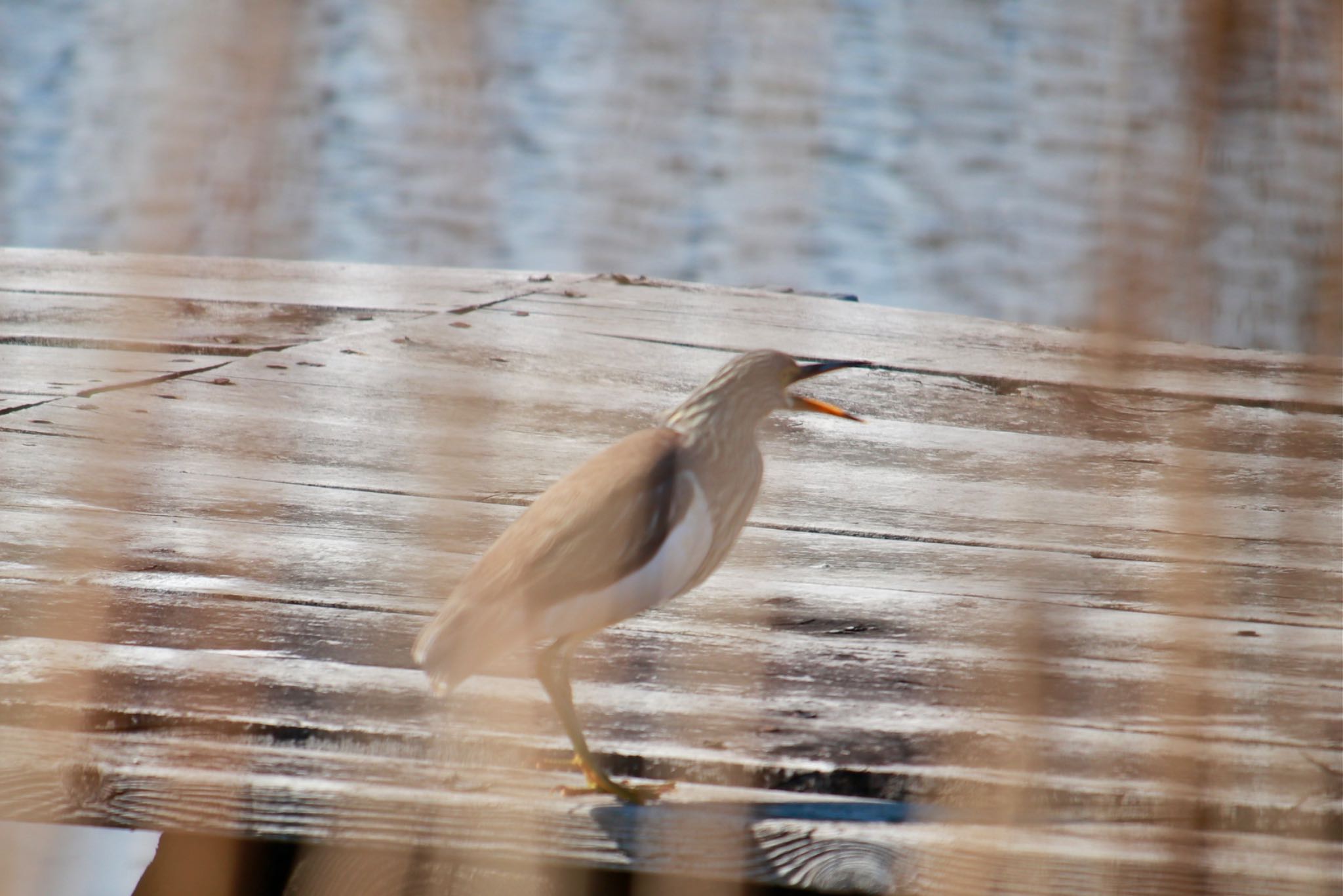 Photo of Chinese Pond Heron at Teganuma by Kaori