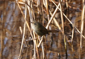 Japanese Bush Warbler Kasai Rinkai Park Sat, 2/10/2024