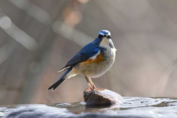 Red-flanked Bluetail 栃木県 Sat, 2/3/2024