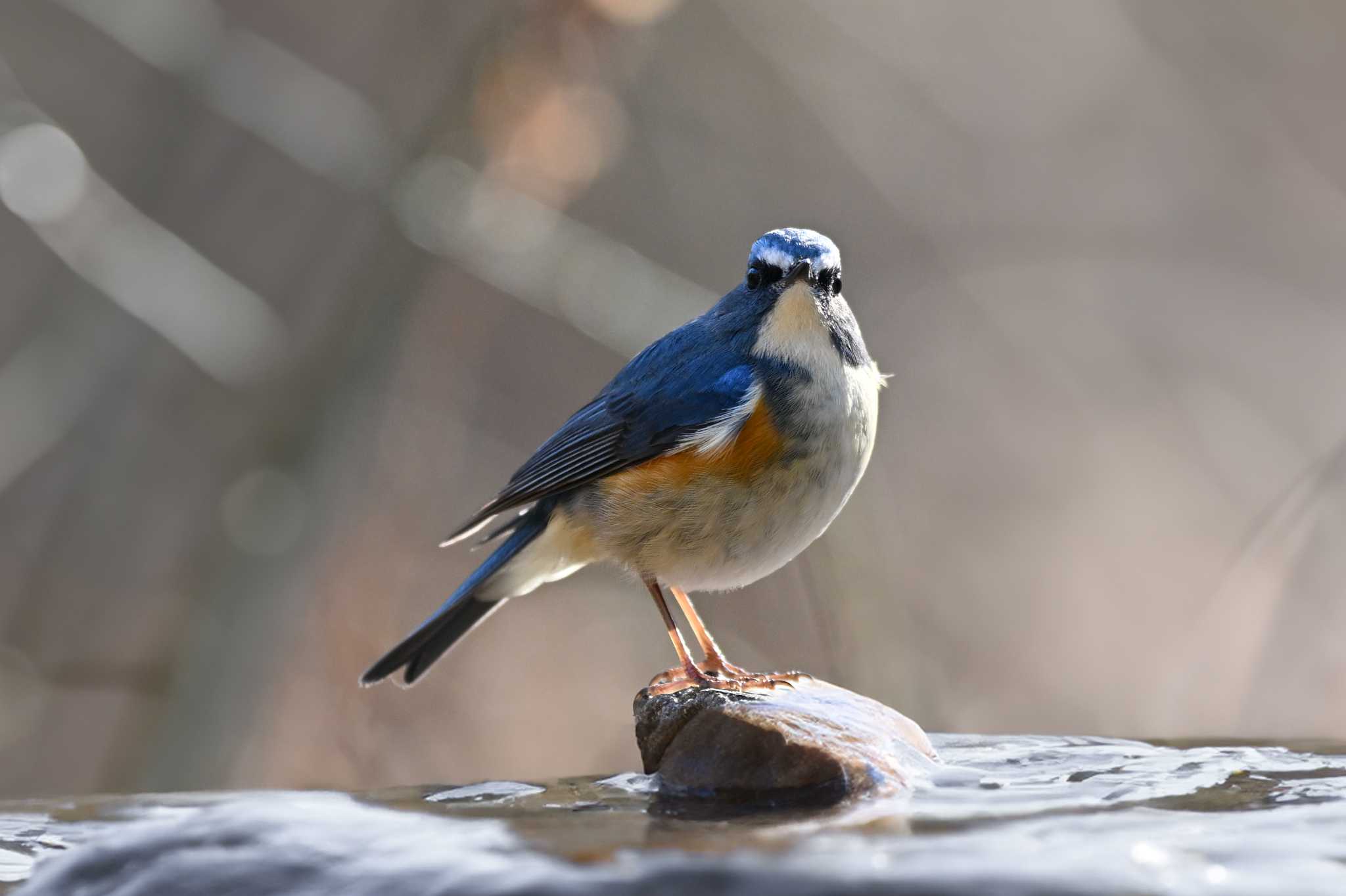 Photo of Red-flanked Bluetail at 栃木県 by Yokai