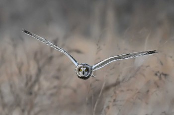 Short-eared Owl 関東地方 Sat, 2/10/2024