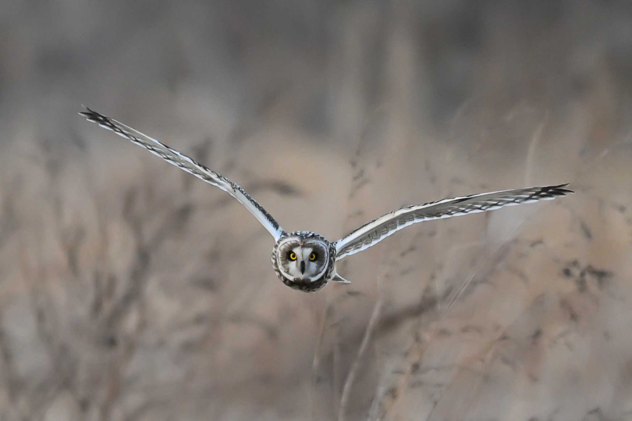 Photo of Short-eared Owl at 関東地方 by Yokai