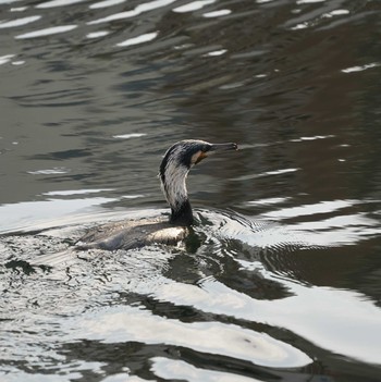 Great Cormorant Minatomirai Wed, 11/21/2018