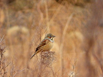 Chestnut-eared Bunting 亀岡市曽我部町(京都府) Sat, 2/10/2024