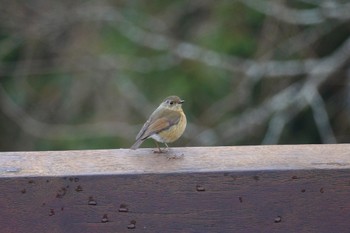 Collared Bush Robin 阿里山国家森林遊楽区 Thu, 1/25/2024