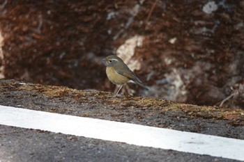 Collared Bush Robin 阿里山国家森林遊楽区 Thu, 1/25/2024