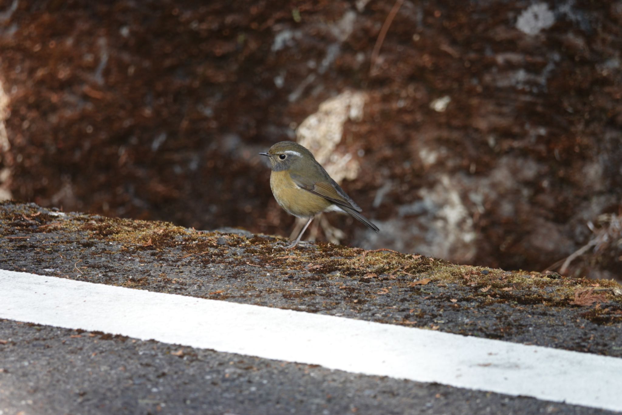 Photo of Collared Bush Robin at 阿里山国家森林遊楽区 by のどか