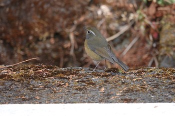 Collared Bush Robin 阿里山国家森林遊楽区 Thu, 1/25/2024