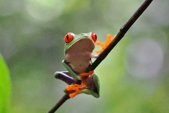 Unknown Species San Gerardo De Dota (Costa Rica) Fri, 2/9/2024