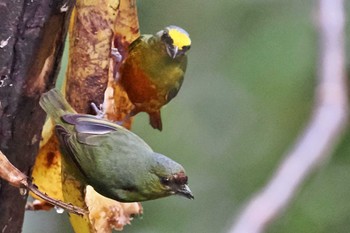 Olive-backed Euphonia San Gerardo De Dota (Costa Rica) Fri, 2/9/2024