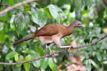 Grey-headed Chachalaca