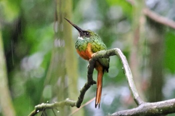 Rufous-tailed Jacamar Parque Metropolitano La Sabana （Costa Rica) Fri, 2/9/2024