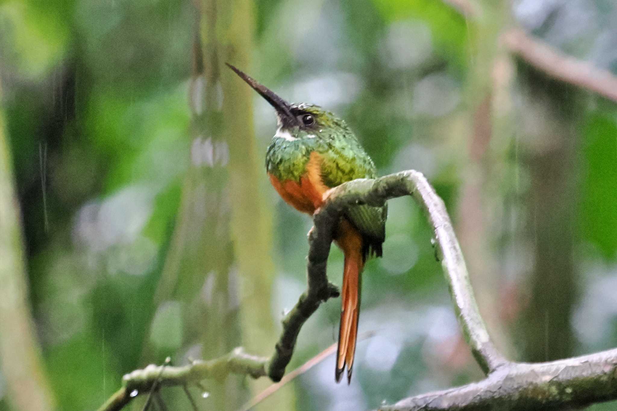 Photo of Rufous-tailed Jacamar at Parque Metropolitano La Sabana （Costa Rica) by 藤原奏冥