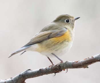 Red-flanked Bluetail Mikiyama Forest Park Sat, 2/10/2024