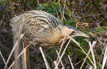 2024年2月10日(土) 大泉緑地の野鳥観察記録