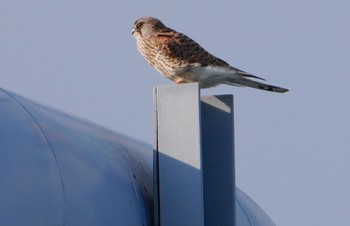 2024年2月10日(土) 淀川河川公園の野鳥観察記録