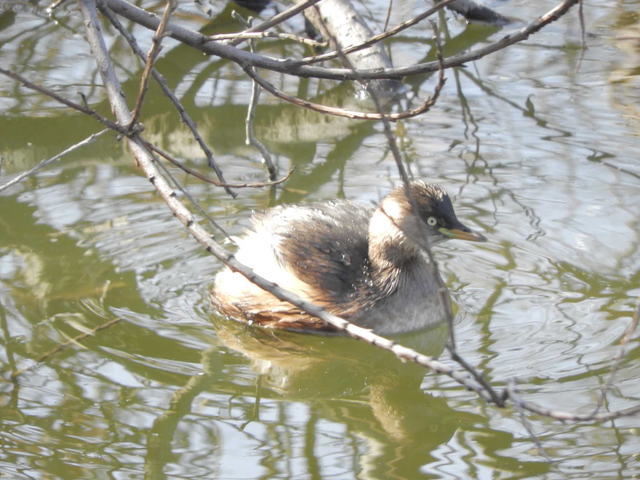 カイツブリ